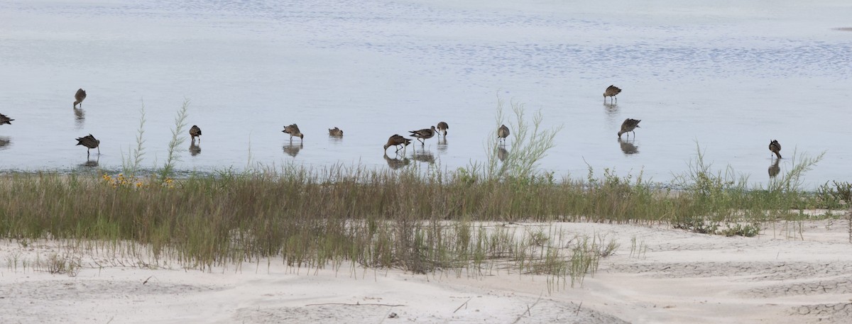 Hudsonian Godwit - ML635546103