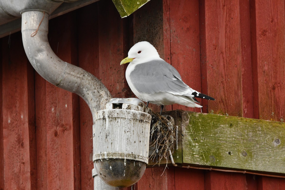 Black-legged Kittiwake - ML635546104