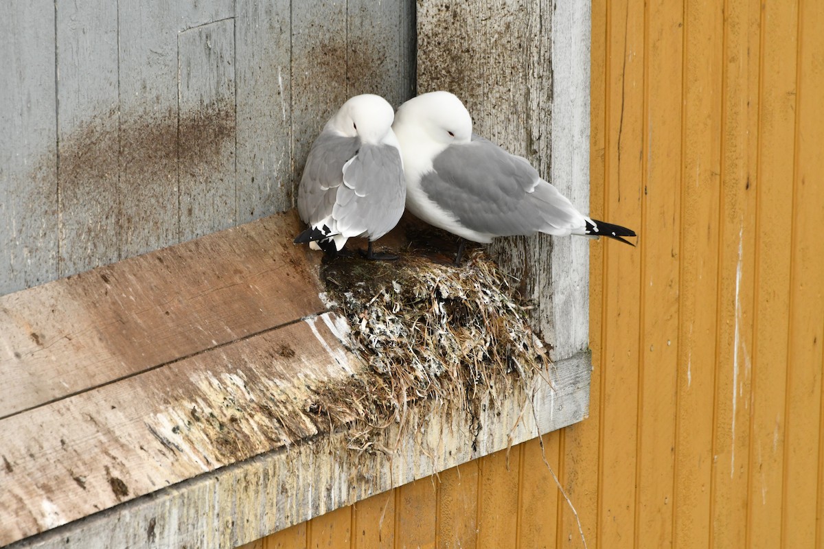 Black-legged Kittiwake - ML635546108