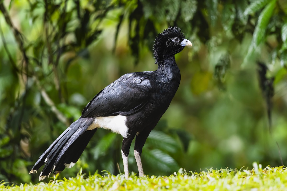 Blue-billed Curassow - ML635546153