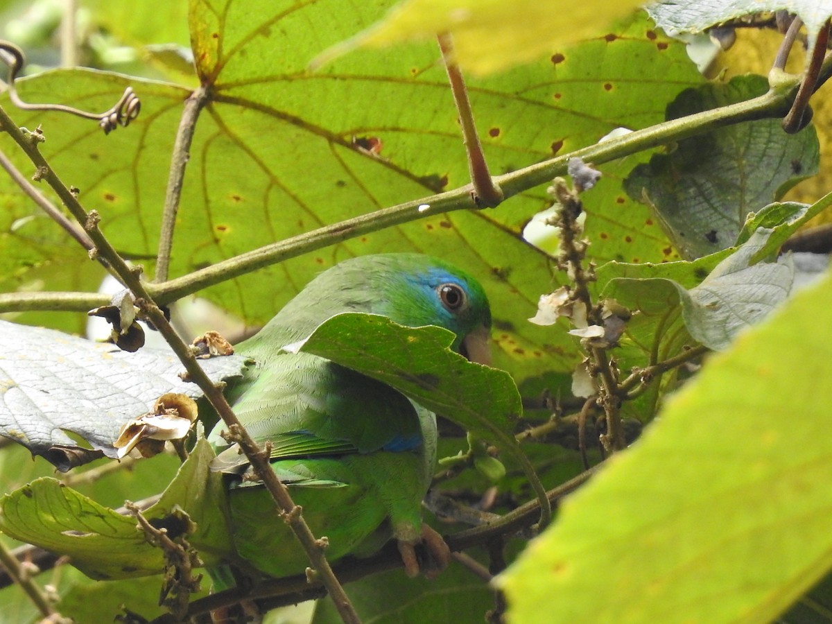 Spectacled Parrotlet - ML635546158
