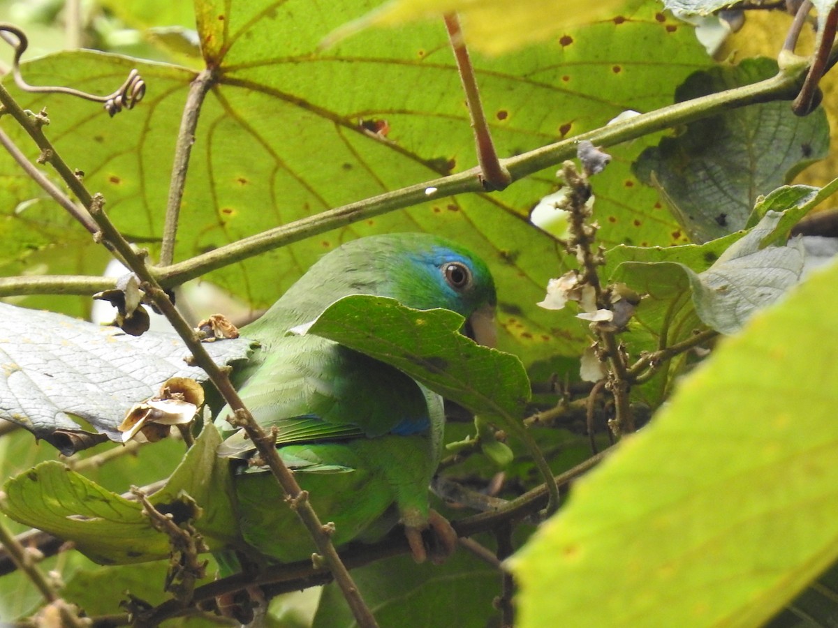 Spectacled Parrotlet - ML635546159