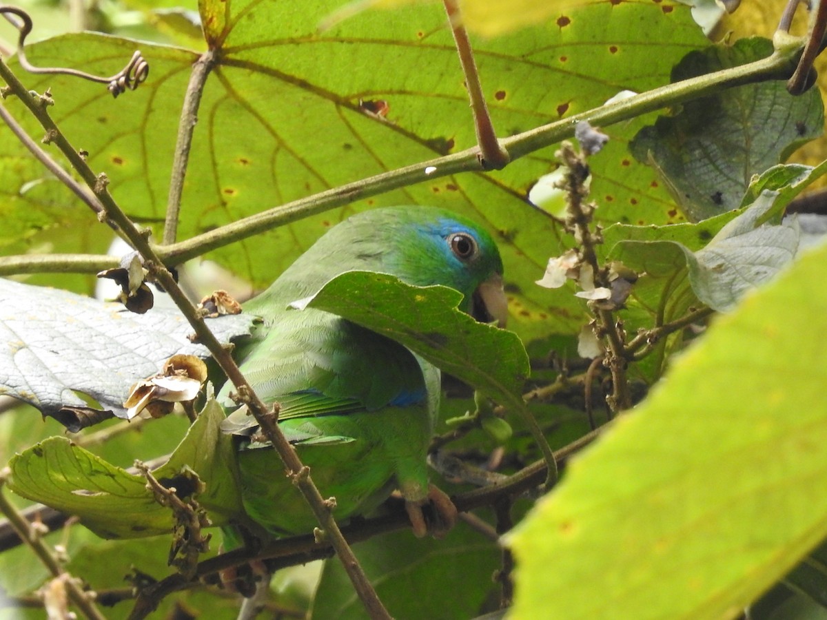 Spectacled Parrotlet - ML635546160