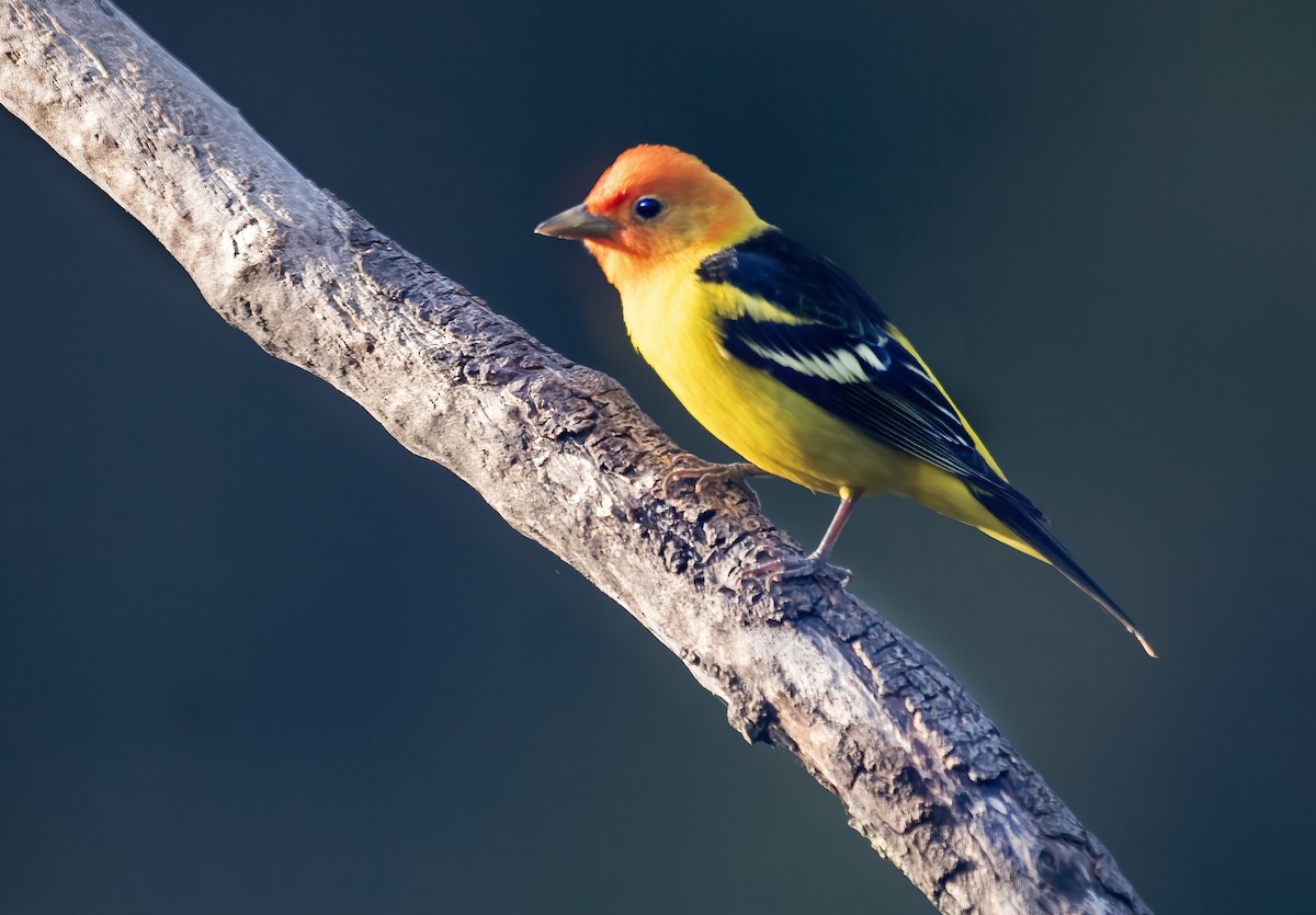 ニシフウキンチョウ - ML635546161