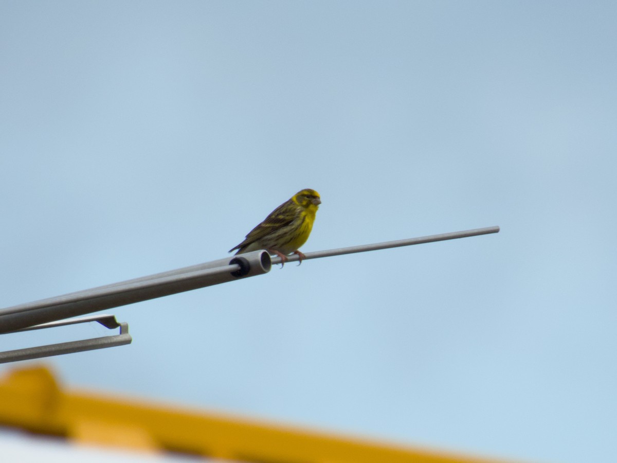 European Serin - ML635546166
