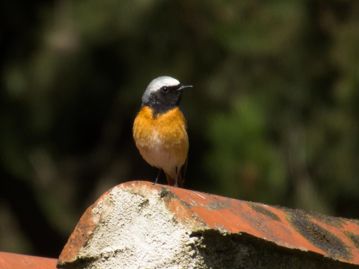 Common Redstart - ML635546176