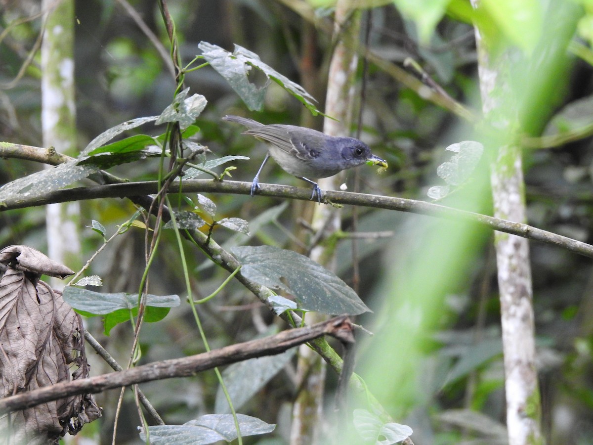 Plain Antvireo - ML635546224