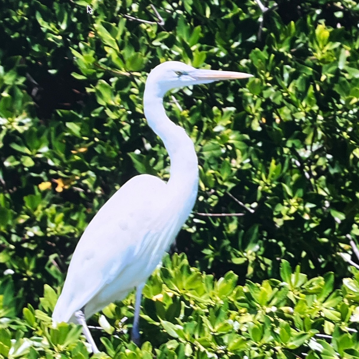 Great Blue Heron (Great White) - ML635546260