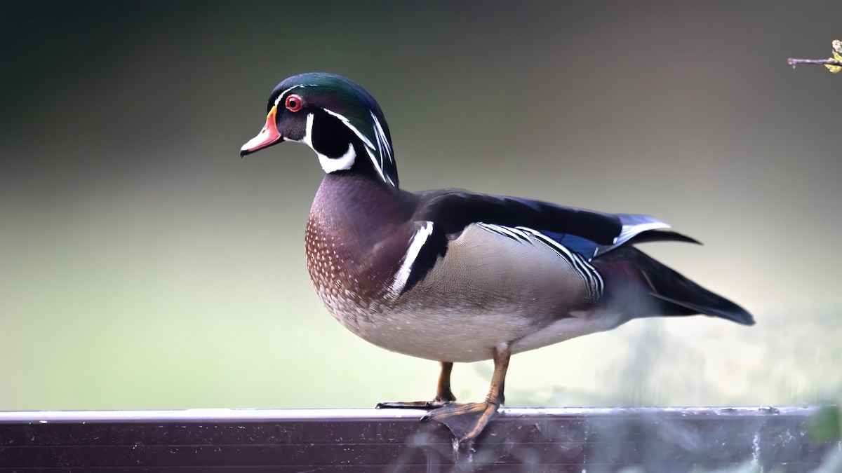 アメリカオシ - ML635546268