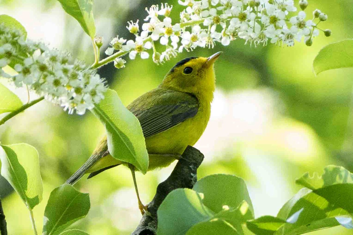 Wilson's Warbler - ML635546302
