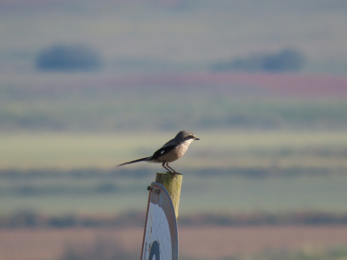 Iberian Gray Shrike - ML635546320