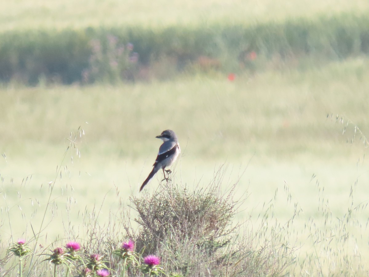 Iberian Gray Shrike - ML635546321