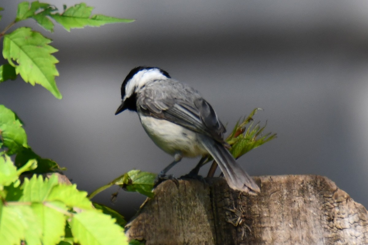 Carolina Chickadee - ML635546325