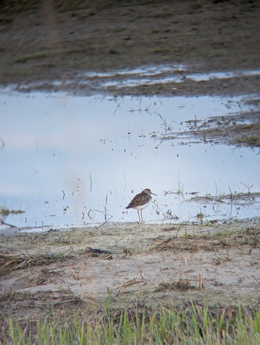 Шугуйн хөгчүү - ML635546335