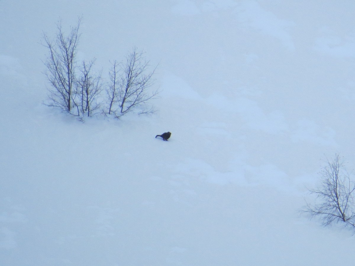 Caucasian Grouse - ML635546346