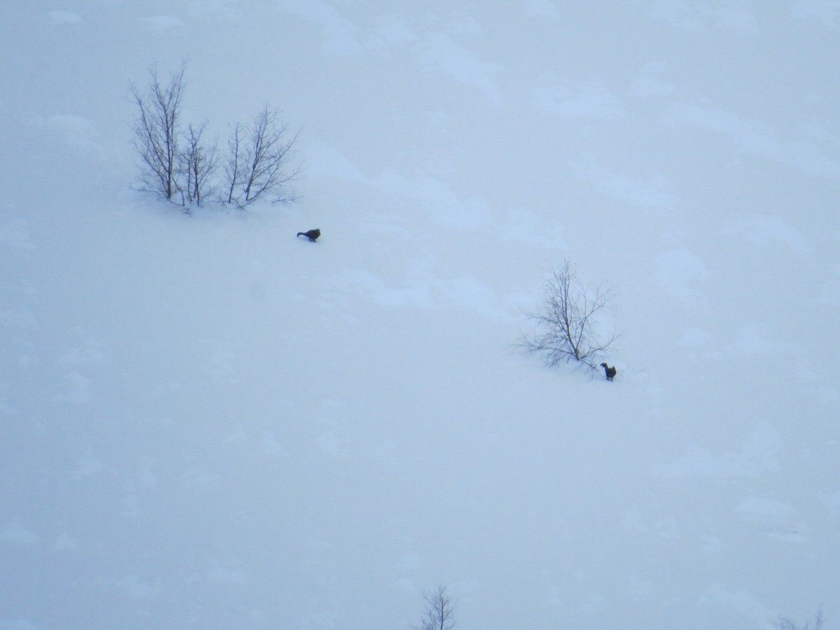Caucasian Grouse - ML635546347