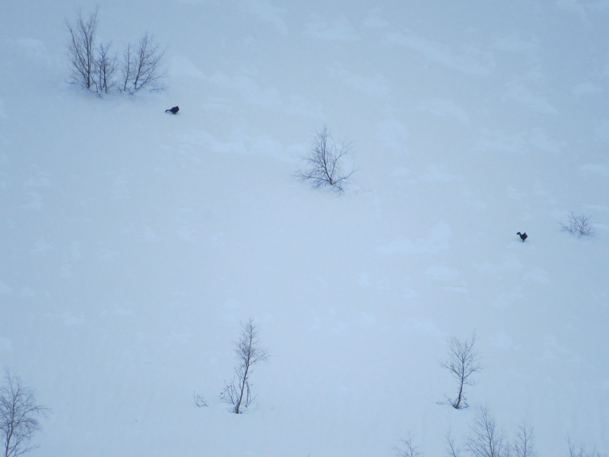 Caucasian Grouse - ML635546348