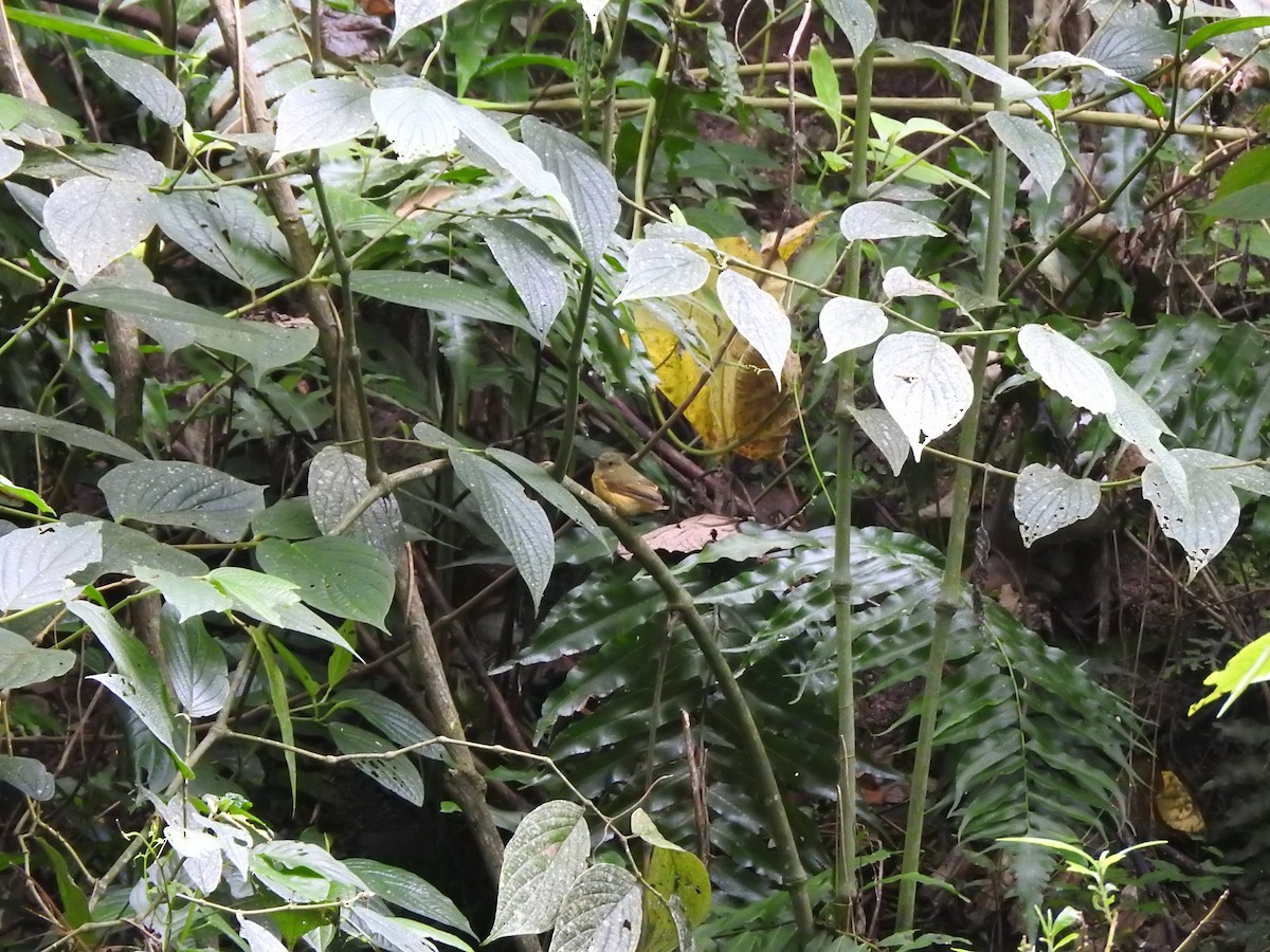 Ochre-bellied Flycatcher - ML635546357