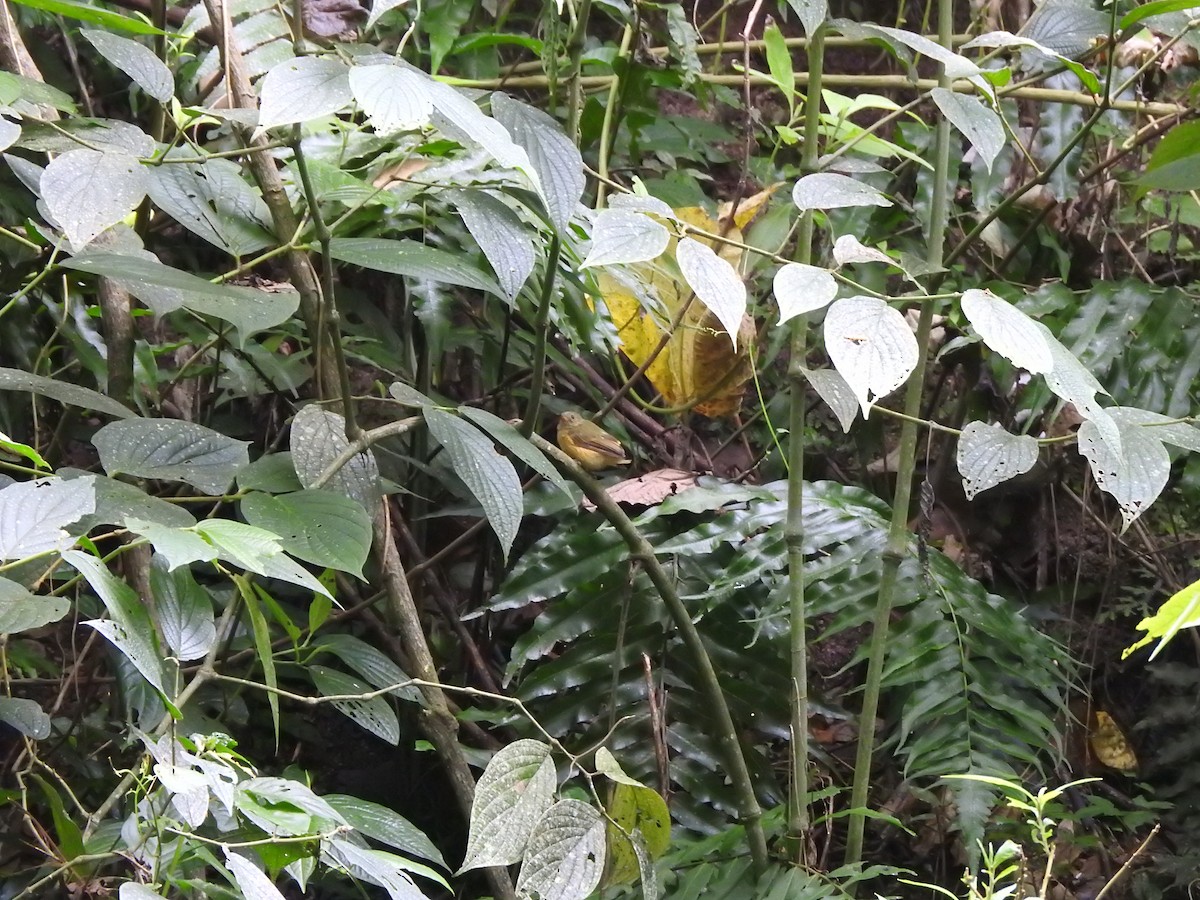 Ochre-bellied Flycatcher - ML635546359