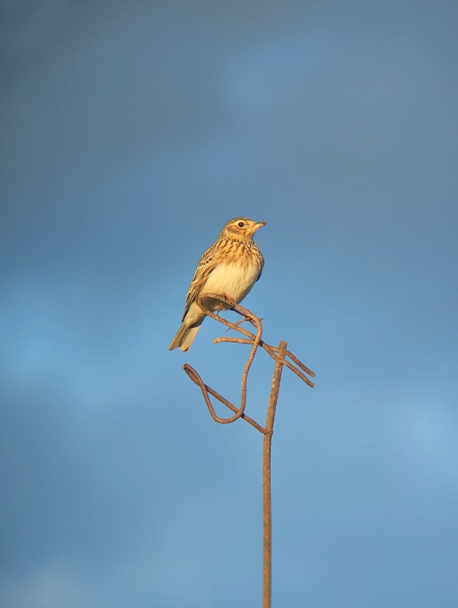 Боролзой болжмор - ML635546393