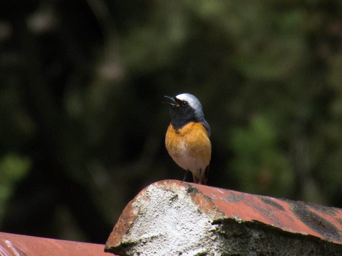 Common Redstart - ML635546418