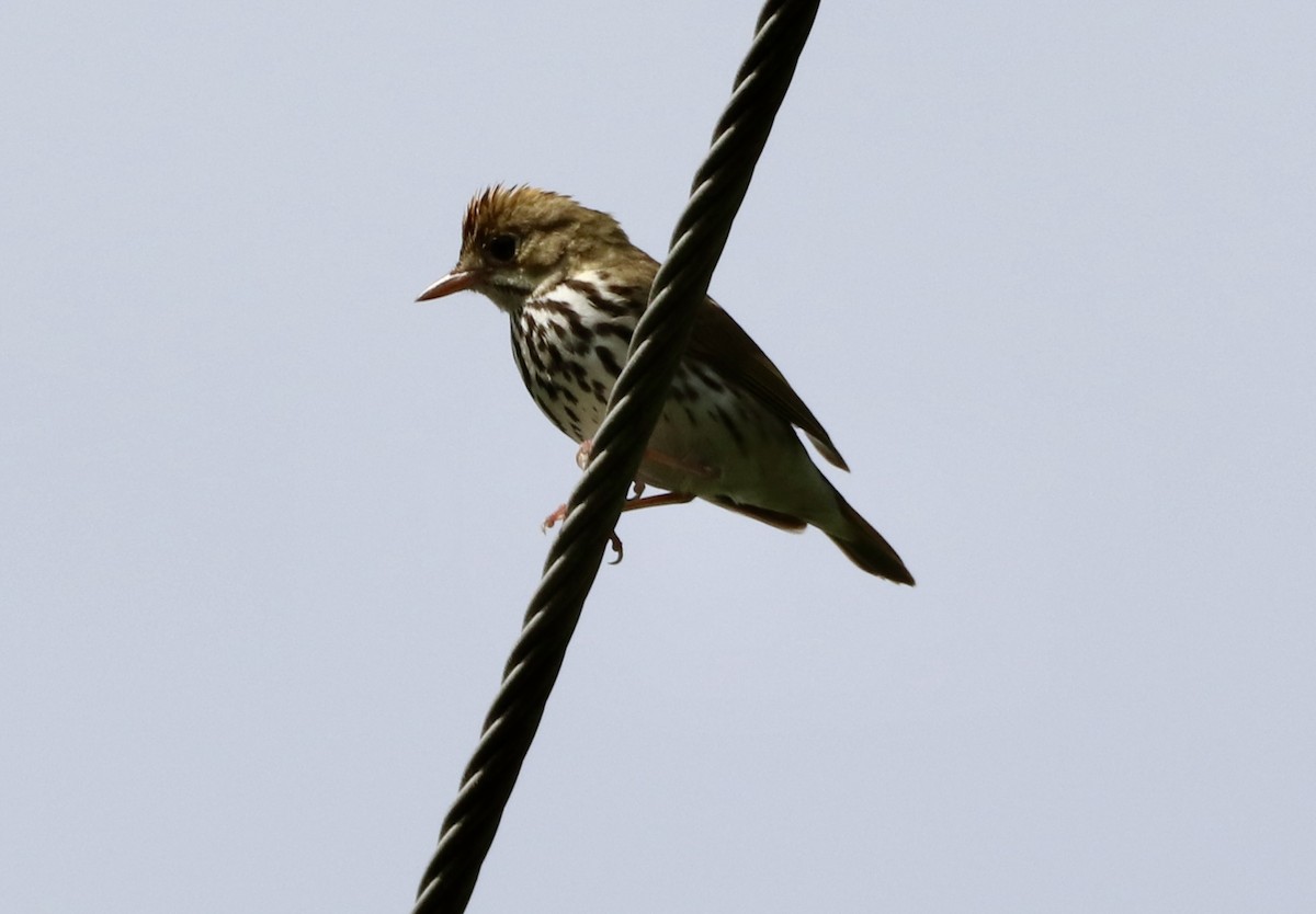 Ovenbird - ML635546439