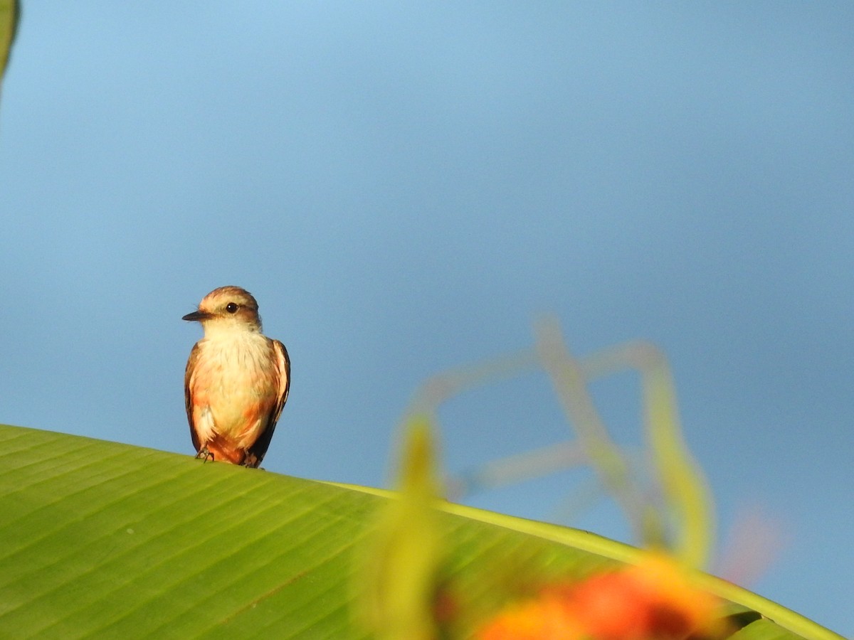 Vermilion Flycatcher - ML635546463