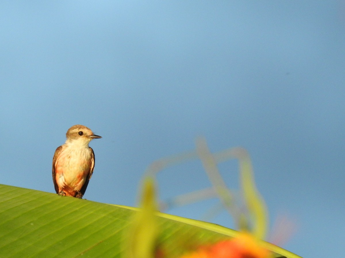 Vermilion Flycatcher - ML635546464