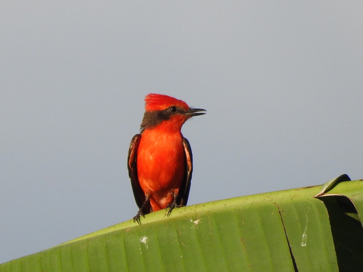 Vermilion Flycatcher - ML635546466