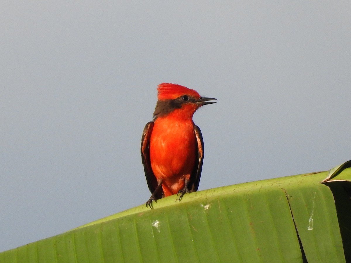 Vermilion Flycatcher - ML635546467
