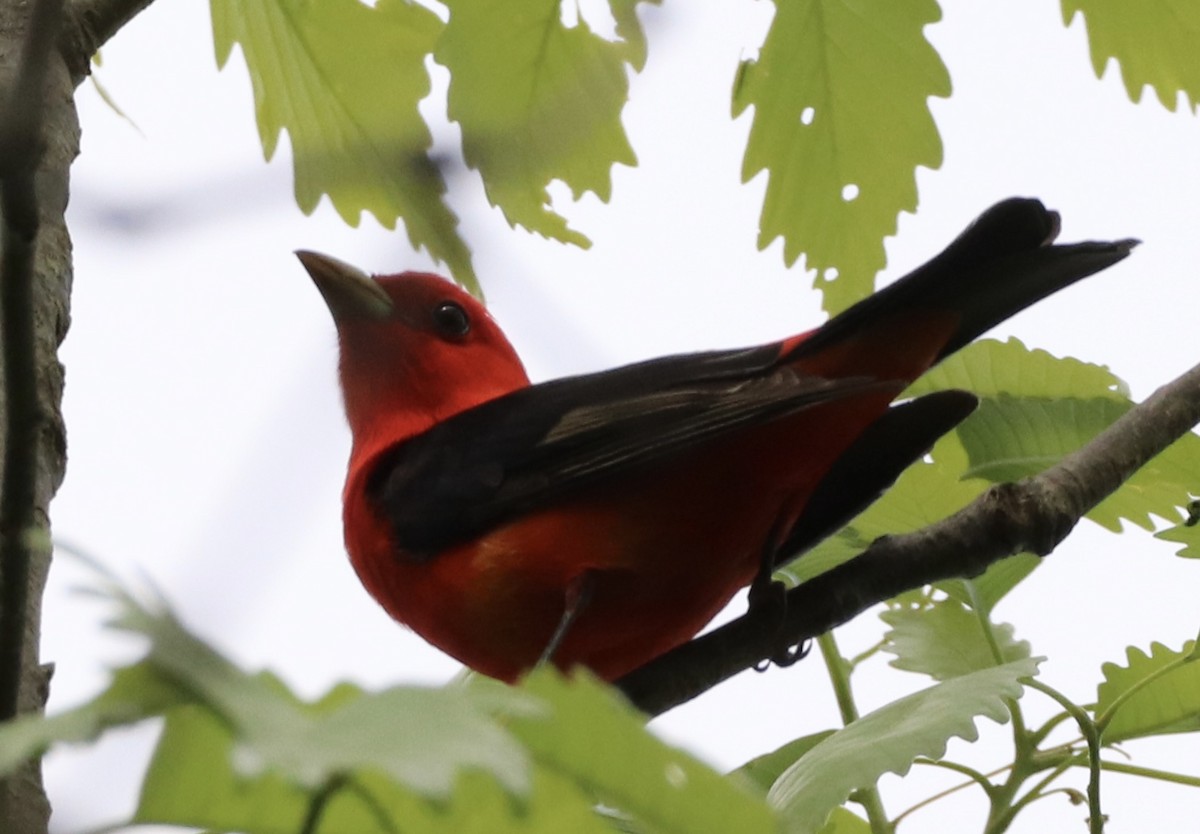 Scarlet Tanager - ML635546477