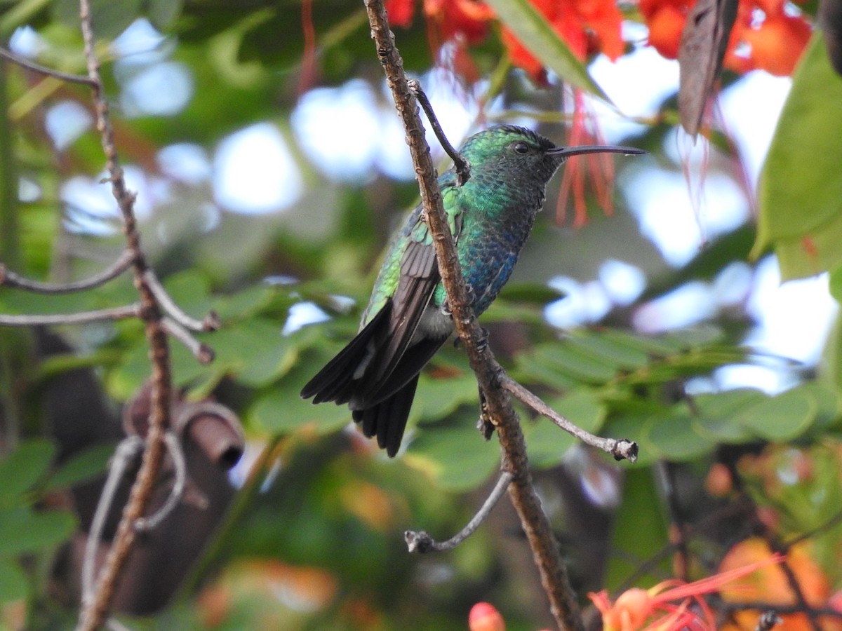 Shining-green Hummingbird - ML635546559