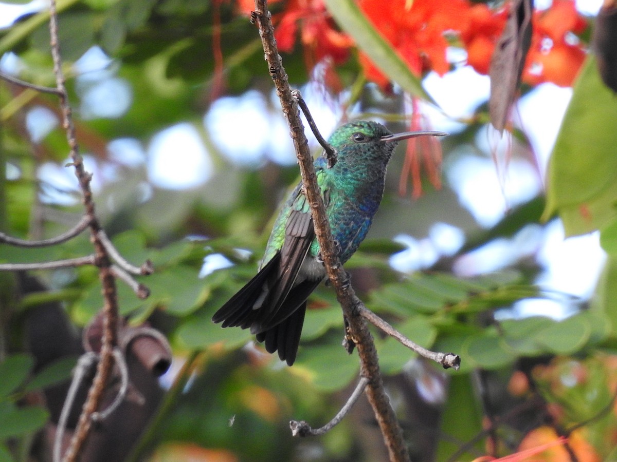 Shining-green Hummingbird - ML635546560