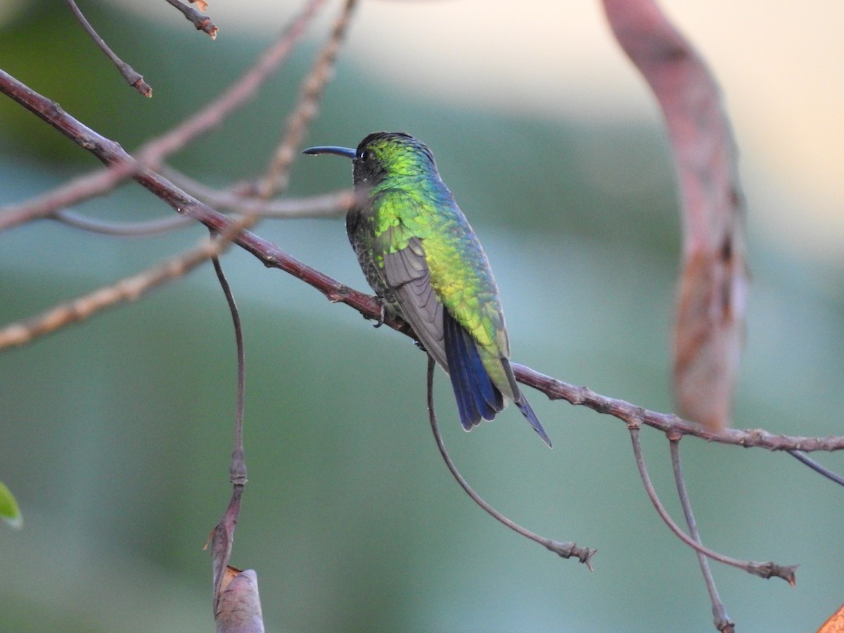 Shining-green Hummingbird - ML635546561