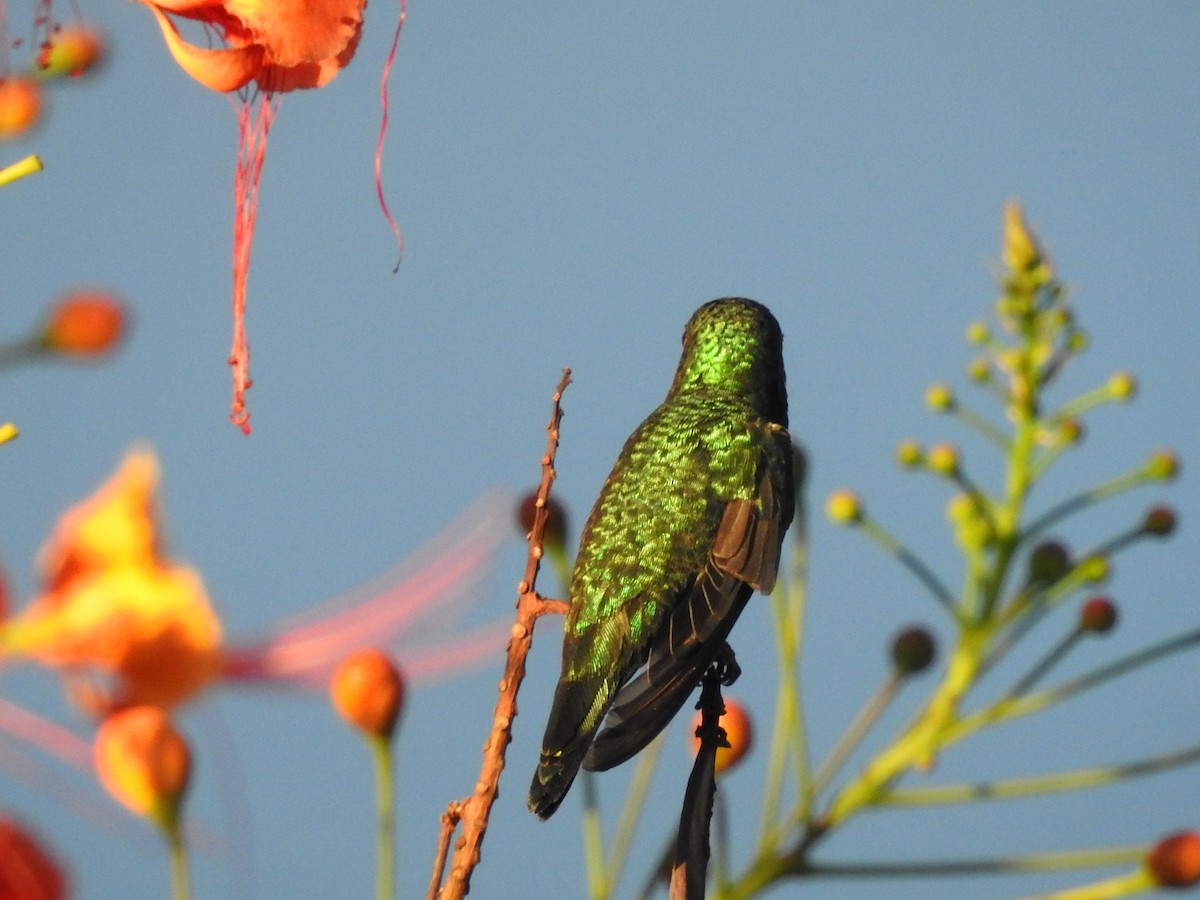 Shining-green Hummingbird - ML635546562