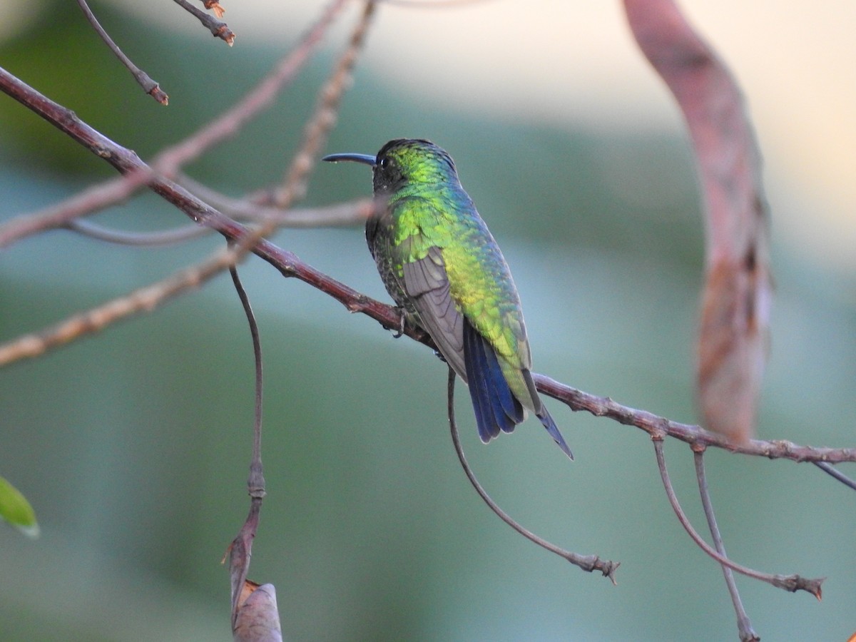 Shining-green Hummingbird - ML635546563
