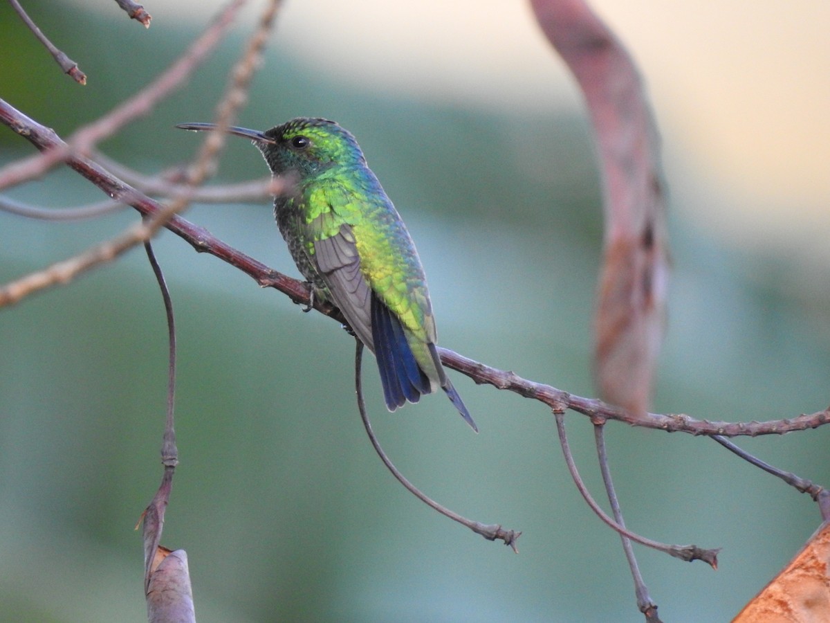 Shining-green Hummingbird - ML635546564