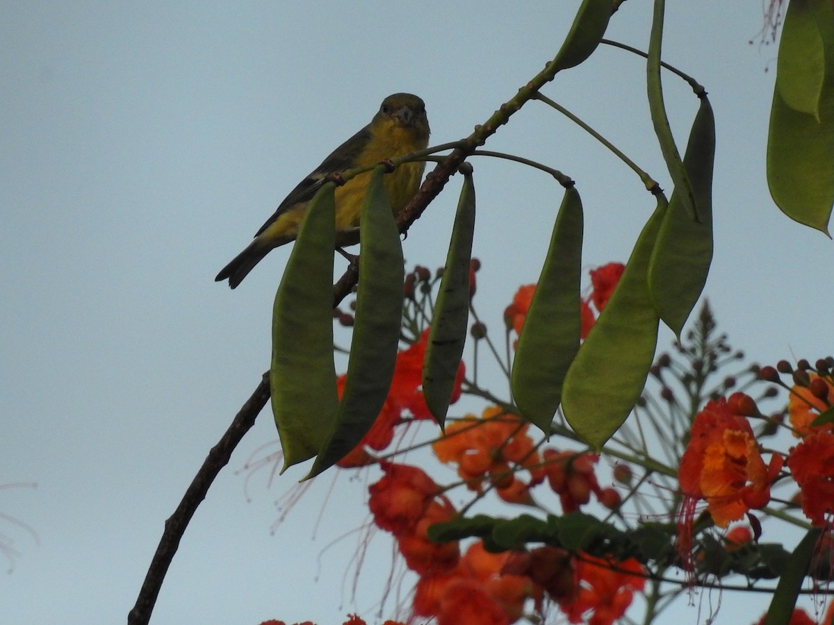 Lesser Goldfinch - ML635546603