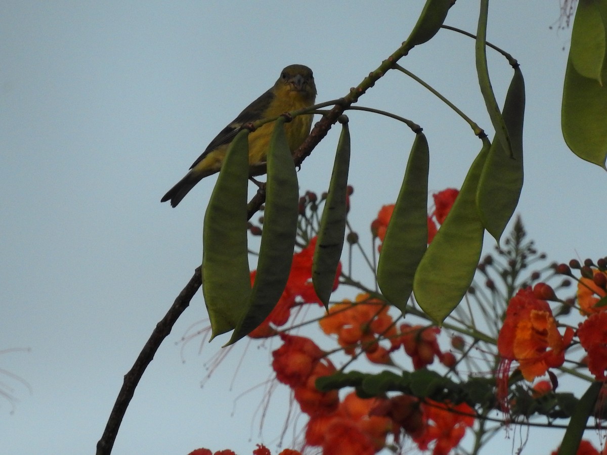 Lesser Goldfinch - ML635546604