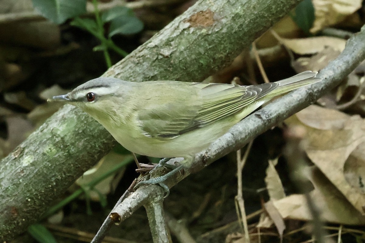 Red-eyed Vireo - ML635546627