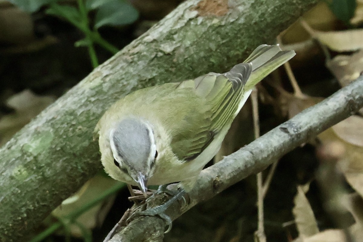 Red-eyed Vireo - ML635546628