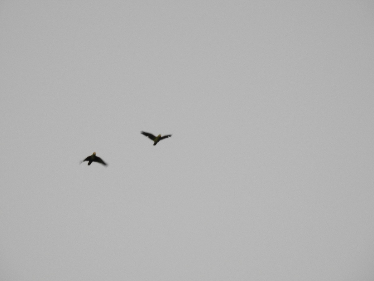 Yellow-crowned Amazon - ML635546654