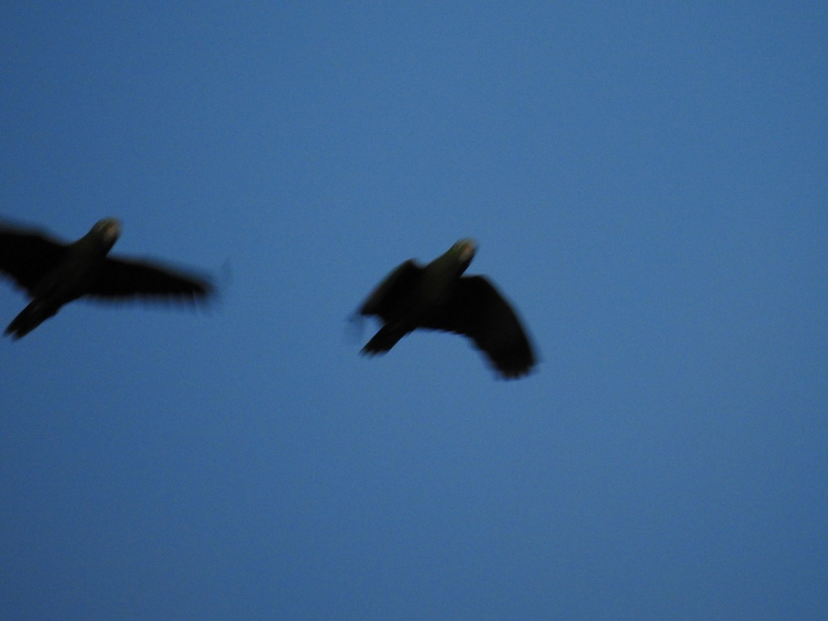 Yellow-crowned Amazon - ML635546655