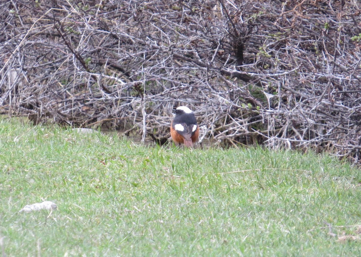 White-winged Redstart - ML635546677