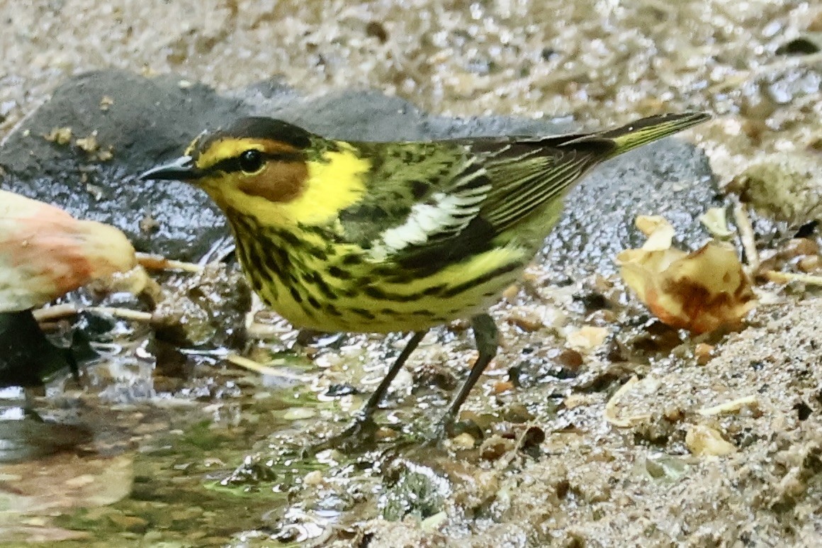 Cape May Warbler - ML635546685