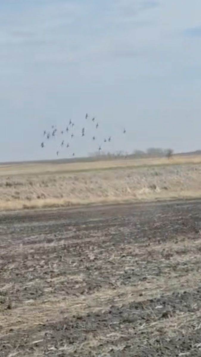 American Golden-Plover - ML635546764