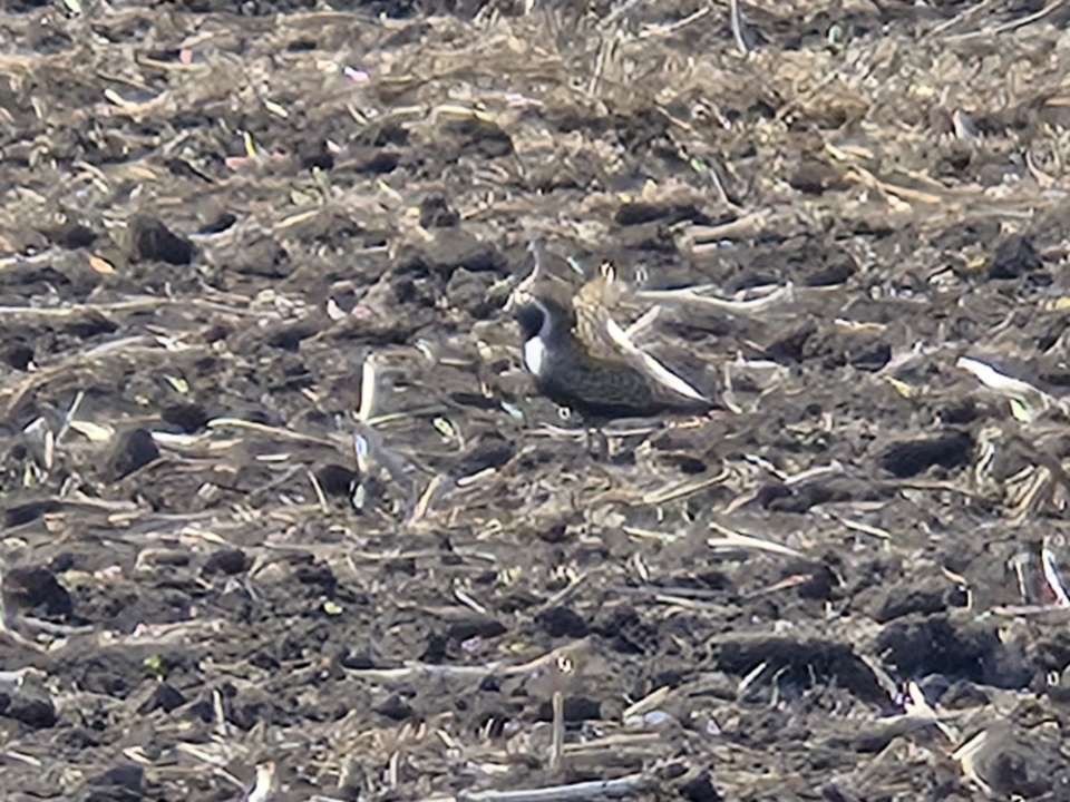 American Golden-Plover - ML635546765