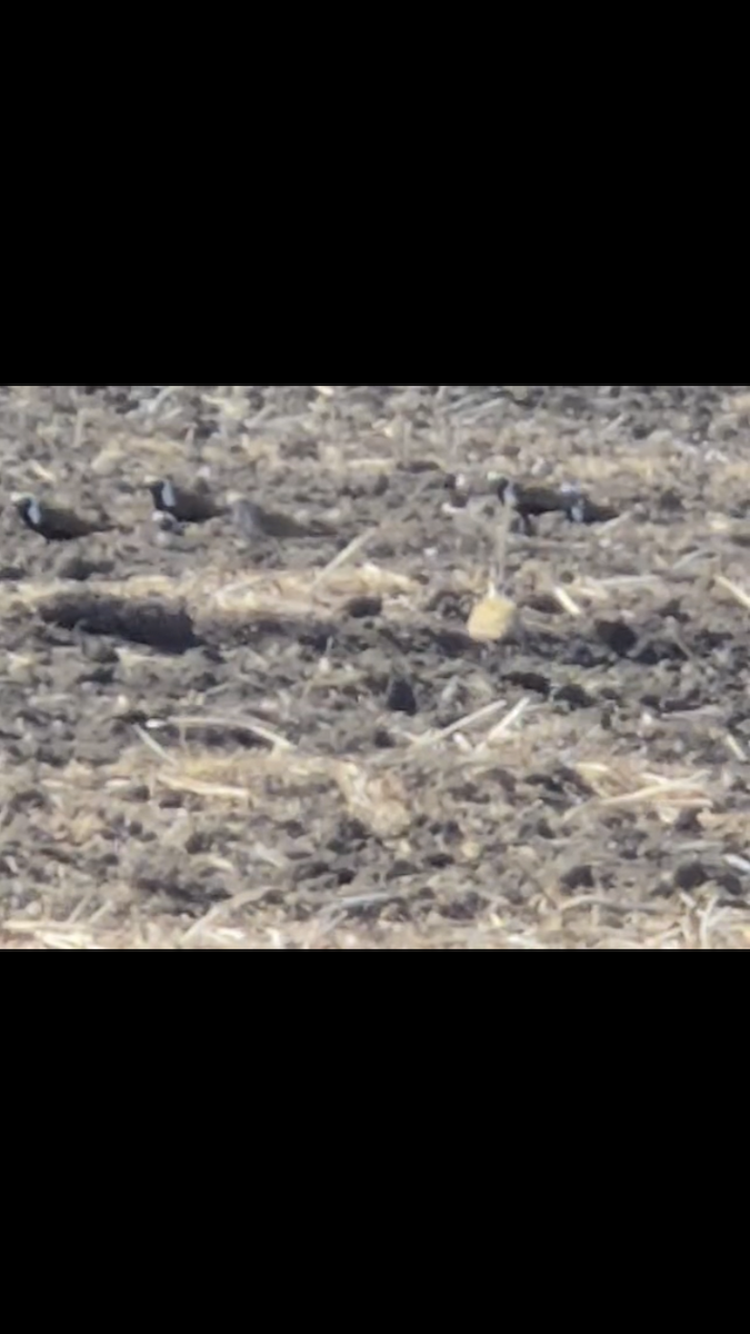 American Golden-Plover - ML635546766