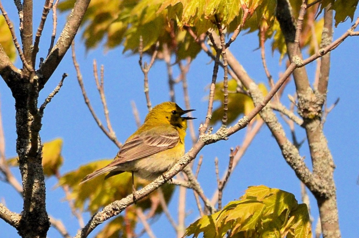 Pine Warbler - ML635546897