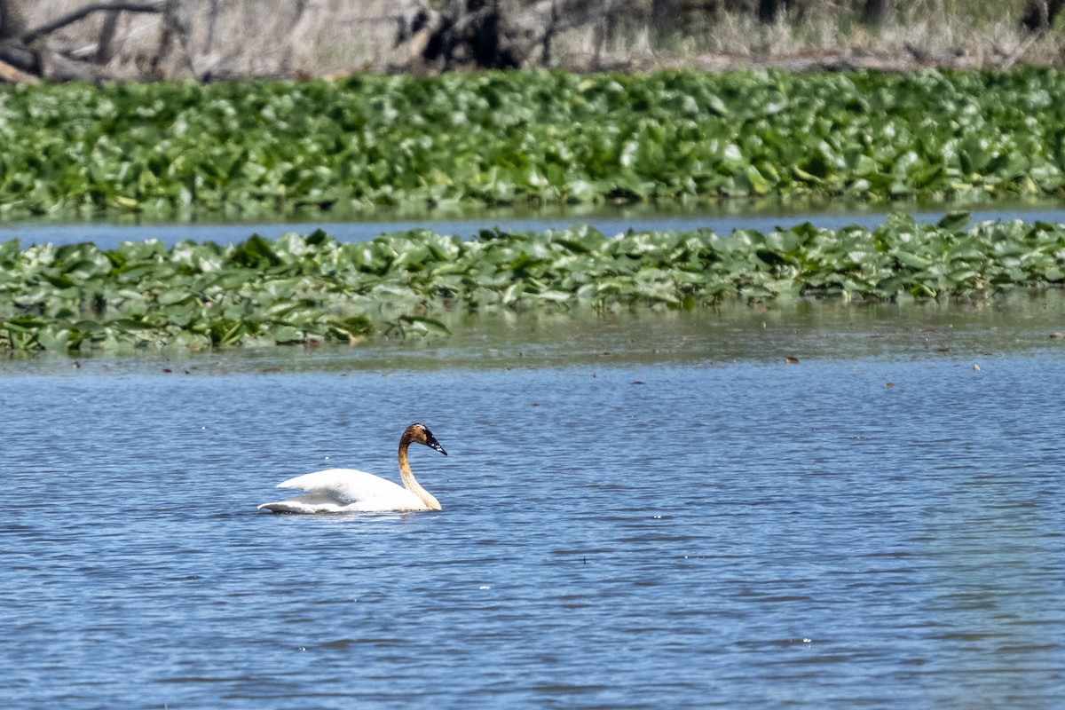 Trumpeter Swan - ML635547043